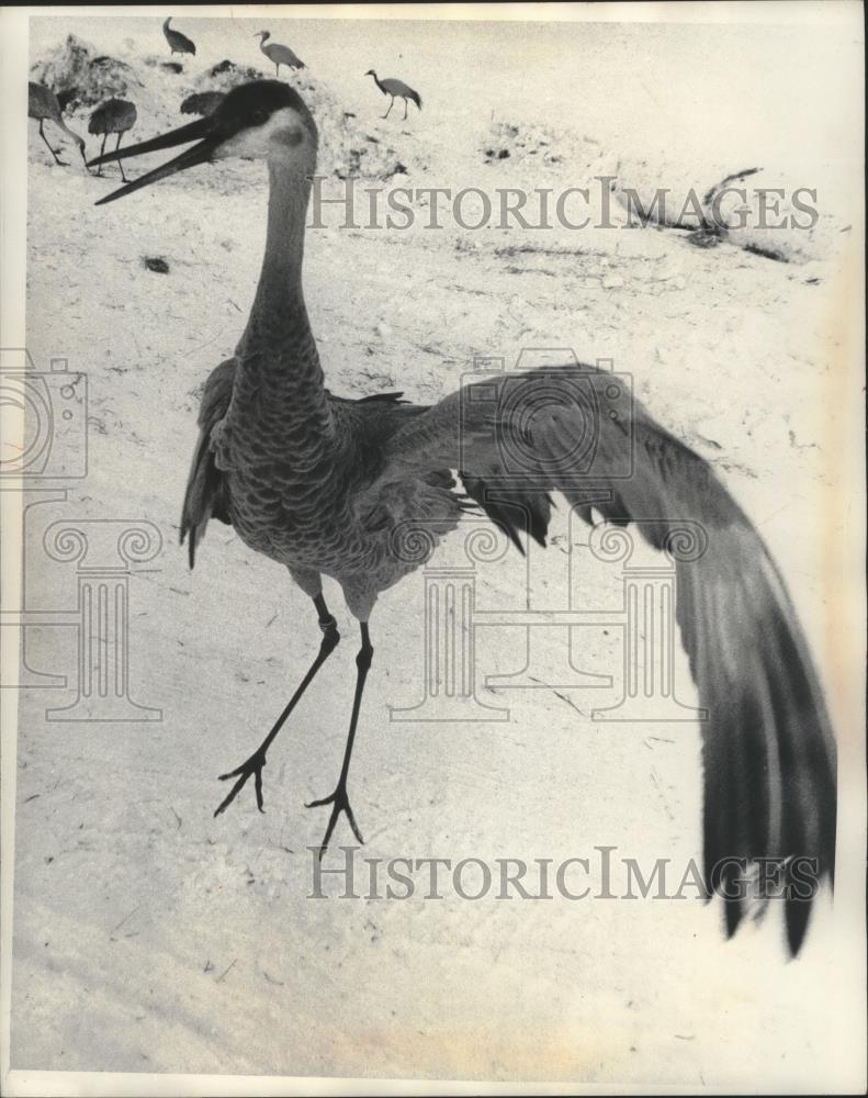 1977 Press Photo Sandhill crane at International Crane Foundation - mjb78162 - Historic Images