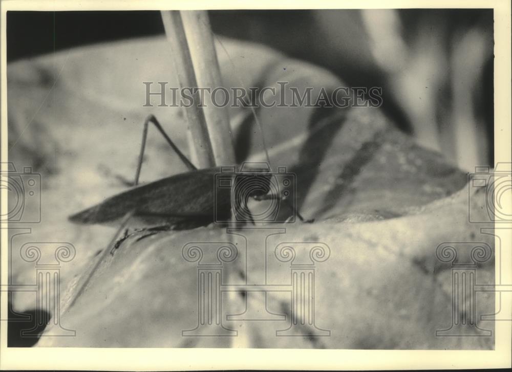 1988 Press Photo Cricket and grasshopper beckon females with their chants. - Historic Images