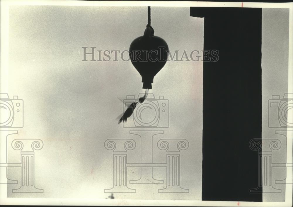 1990 Press Photo Hummingbird drinking from feeder in Crow Hollow, Wisconsin - Historic Images