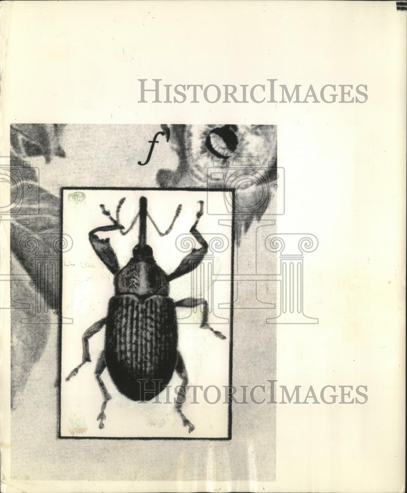 1981 Press Photo iillustration of the Boll Weevil insect - mjb78786 - Historic Images