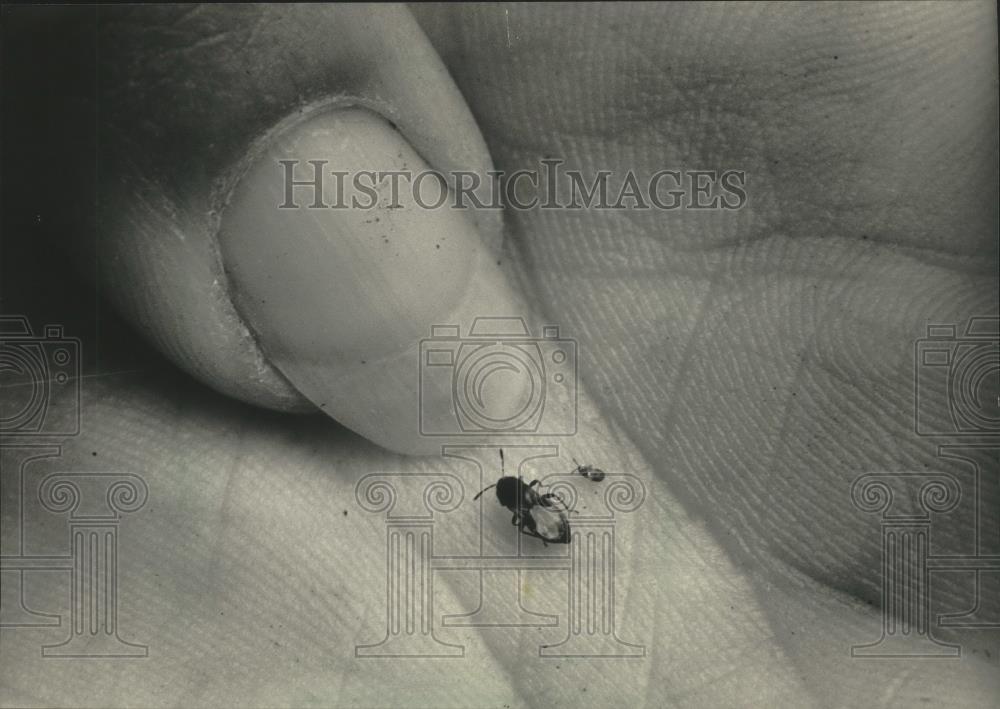 1986 Press Photo Adult and immature chinch bugs are very small - mjb78789 - Historic Images