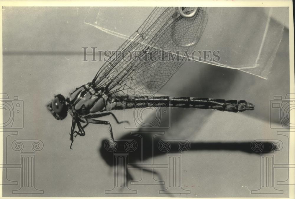 1991 Press Photo St. Croix Snaketail Dragonfly - mjb79087 - Historic Images