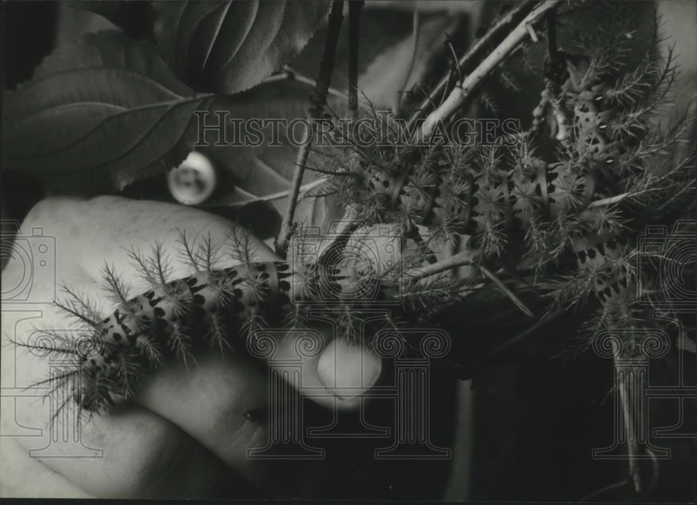 1993 Press Photo Mark Evans shows off some creepy crawly caterpillars - Historic Images