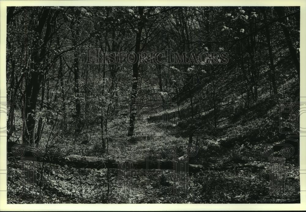 1979 Press Photo Sunlight hits a ravine of Rush Creek Bluff - mjb79235 - Historic Images