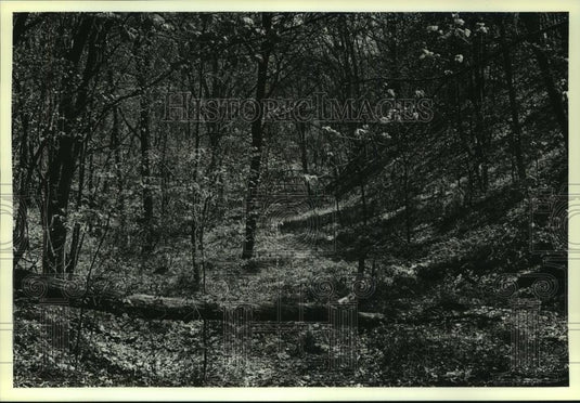 1979 Press Photo Sunlight hits a ravine of Rush Creek Bluff - mjb79235 - Historic Images