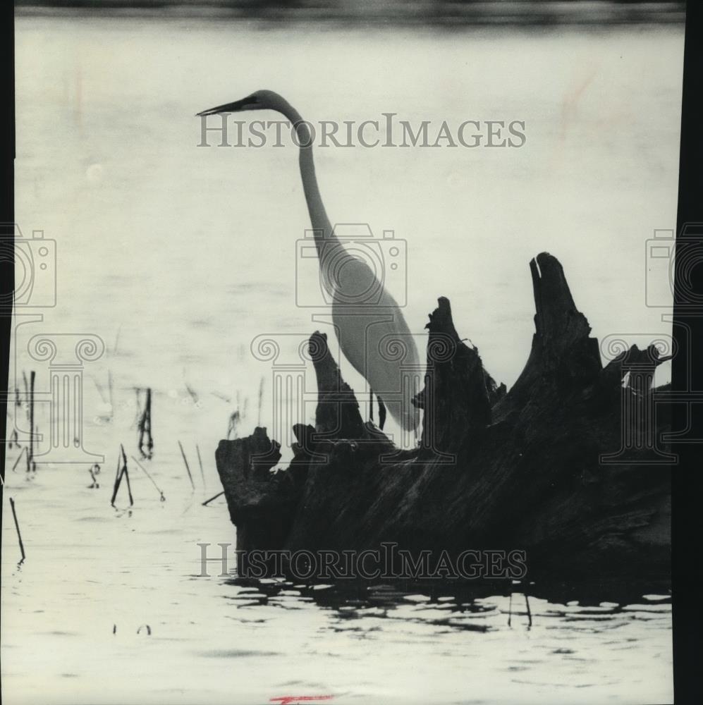 1979 Press Photo Egret wading in the river at Rush Creek Bluff, Wisconsin - Historic Images