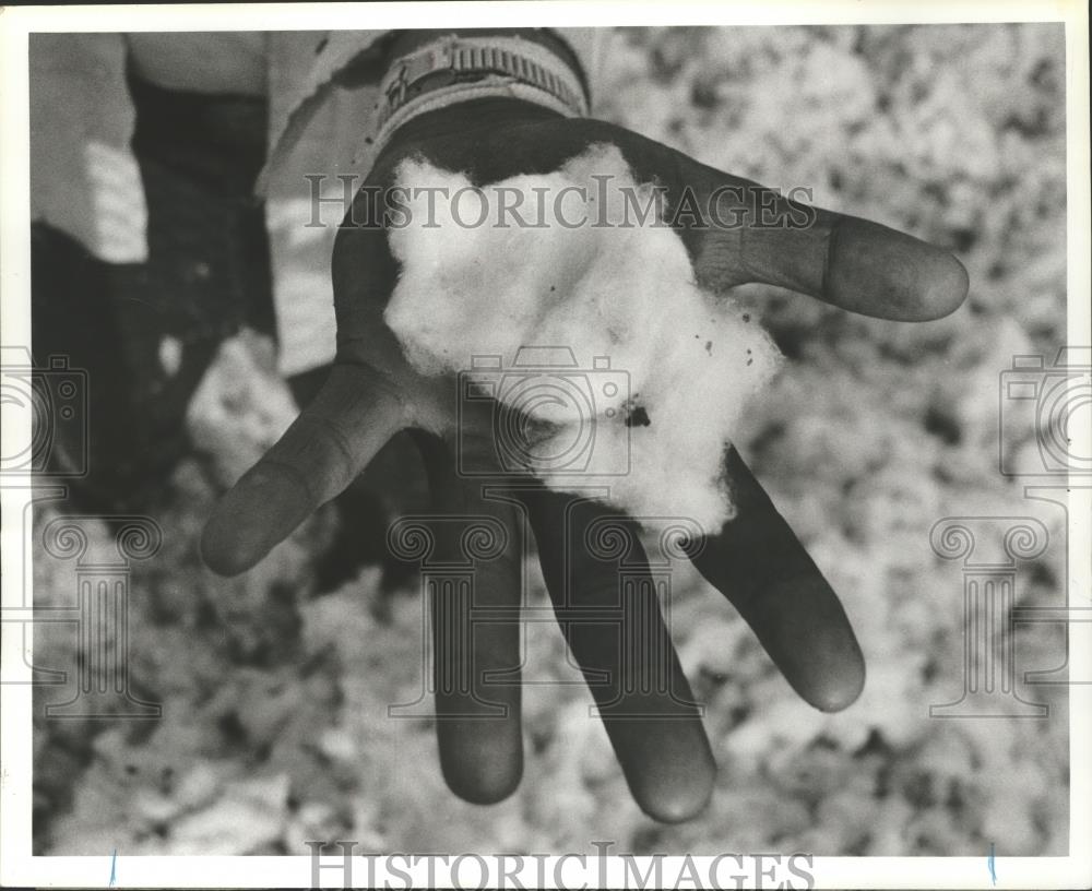 1979 Press Photo Cotton in a person&#39;s hand - abna10862 - Historic Images