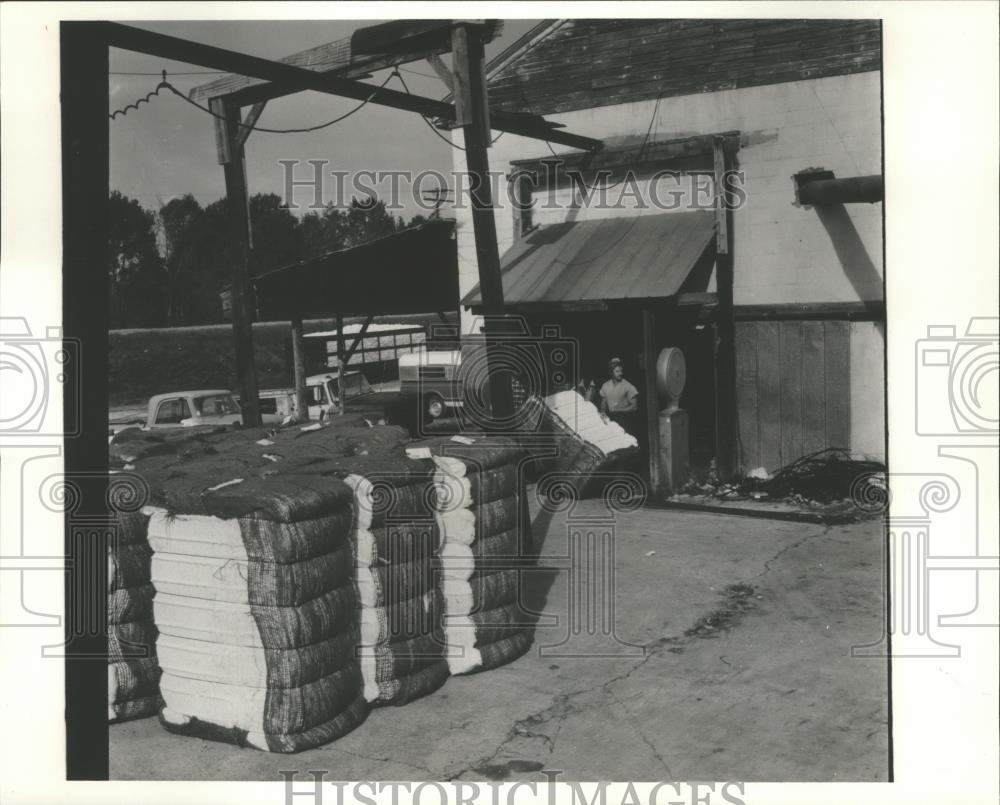 1981 Press Photo Phil Jordan weighs cotton near Centre - abna10867 - Historic Images