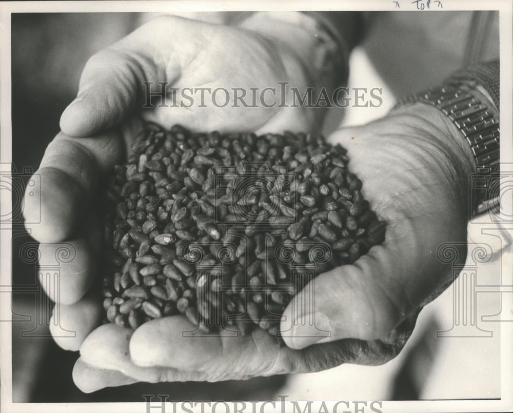 1988 Press Photo Person holds cotton seeds - abna10868 - Historic Images