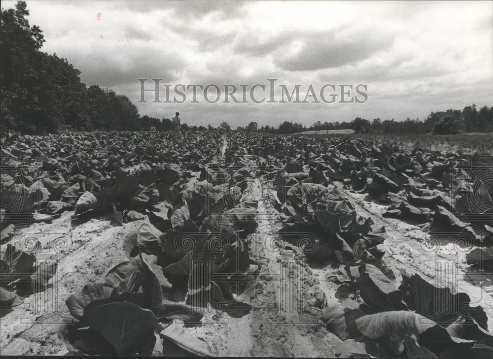 1978 Press Photo Cabbage field at a Jefferson County Farm - abna11135 - Historic Images