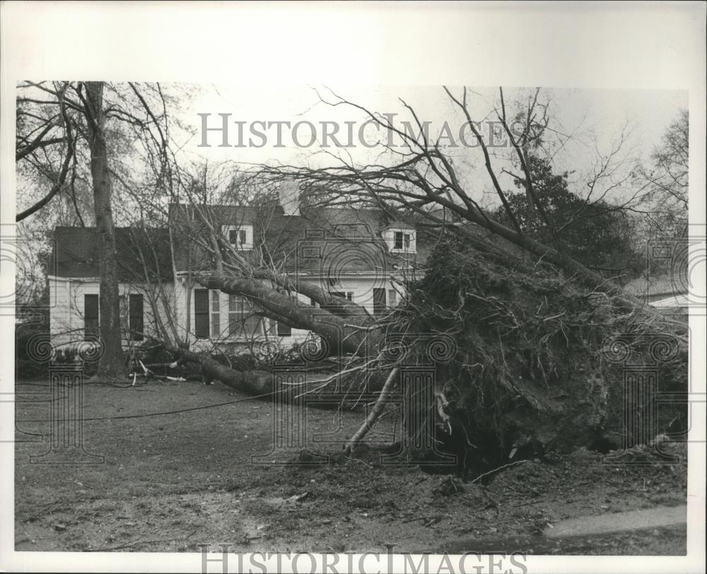 1991 Press Photo Fallen tree at 41 Randolph Drive, Mountain Brook, Alabama - Historic Images