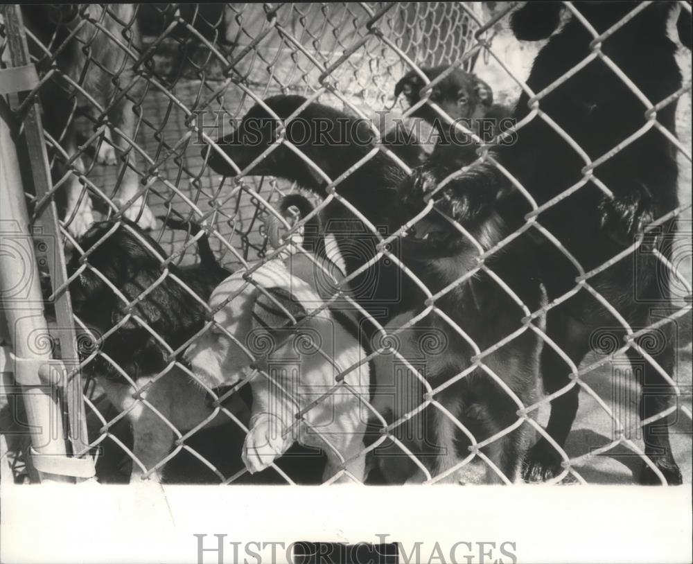 1982 Press Photo dogs at the Shelby County Humane Society, Alabama - abna12279 - Historic Images