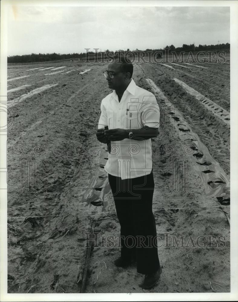 1980 Press Photo Dr. P.K. Biswis on Tuskegee tomato fields of Alabama - Historic Images