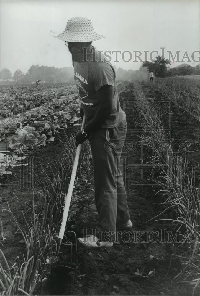 1982 Press Photo Farmer Larry Magrum tills onions with a hoe in Triana, Alabama - Historic Images