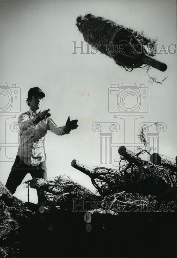 1978 Press Photo Seller Jimmy Hicks throws a tree onto pile in Birmingham - Historic Images