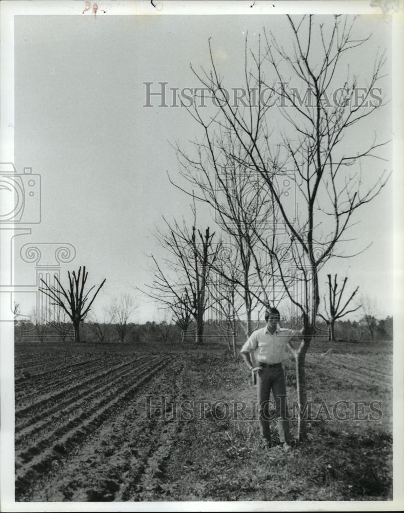 1981 Press Photo Mr. Hatchett, pecan farm, pecan trees, Birmingham, Alabama - Historic Images