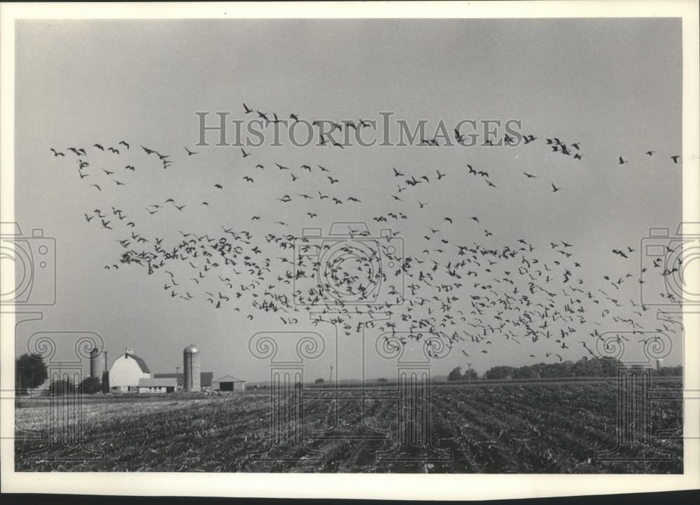 1983 Press Photo Geese taking flight from Horicon Marsh, Wisconsin - mjb76199 - Historic Images