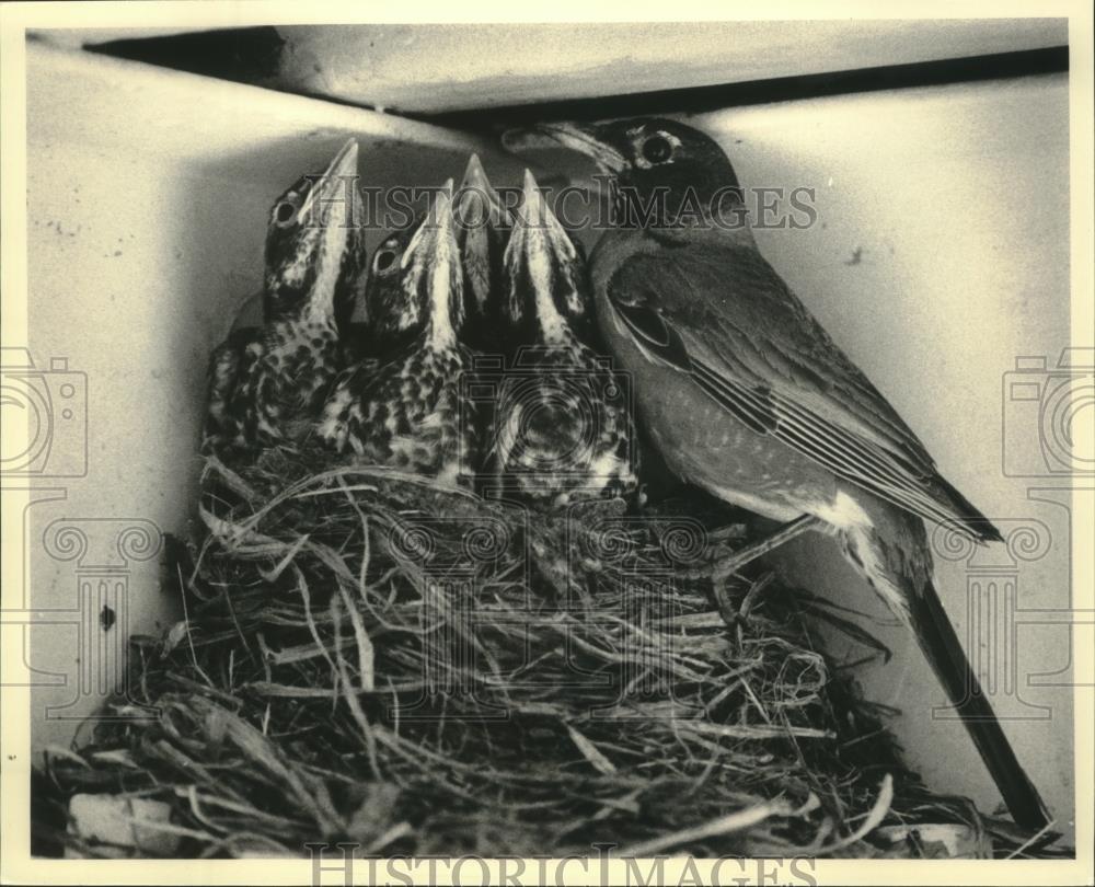 1986 Press Photo Occupied robin&#39;s nest at Houghton high school in Michigan - Historic Images