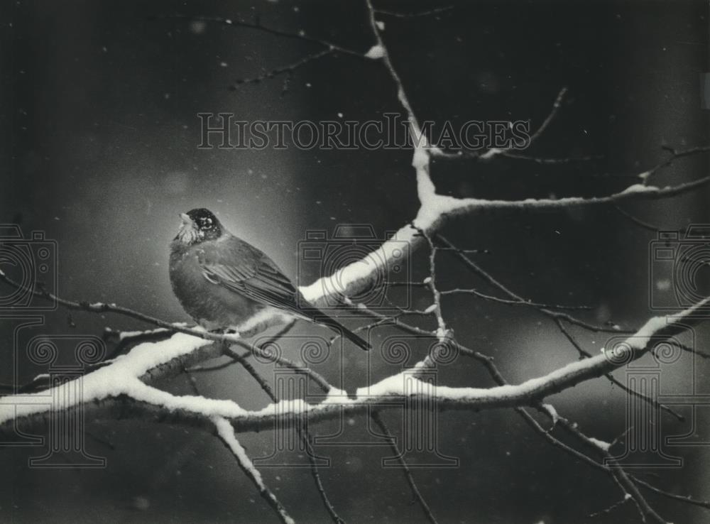 1983 Press Photo Robin sits on snowy branch Estabrook Park, Vernon - mjb81176 - Historic Images