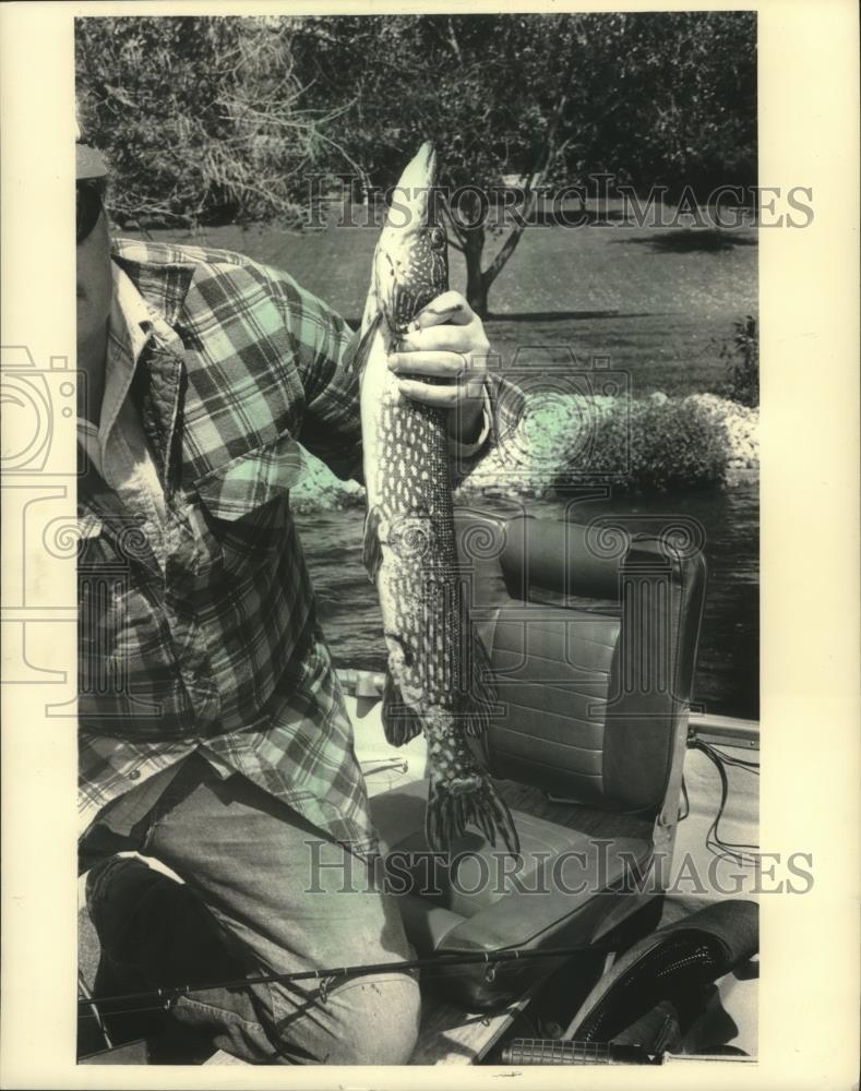 1986 Press Photo Fisherman, Pewuakee Lake, holds pike with slashes and gouges - Historic Images
