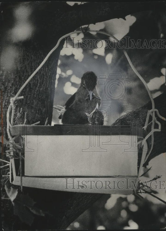 1977 Press Photo A mother robin feeding a baby at Carl Dierbeck's in Brookfield. - Historic Images