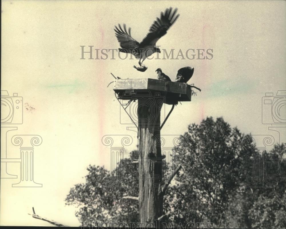 1987 Press Photo Live fish was fed to hungry osprey, one of three - mjb82639 - Historic Images