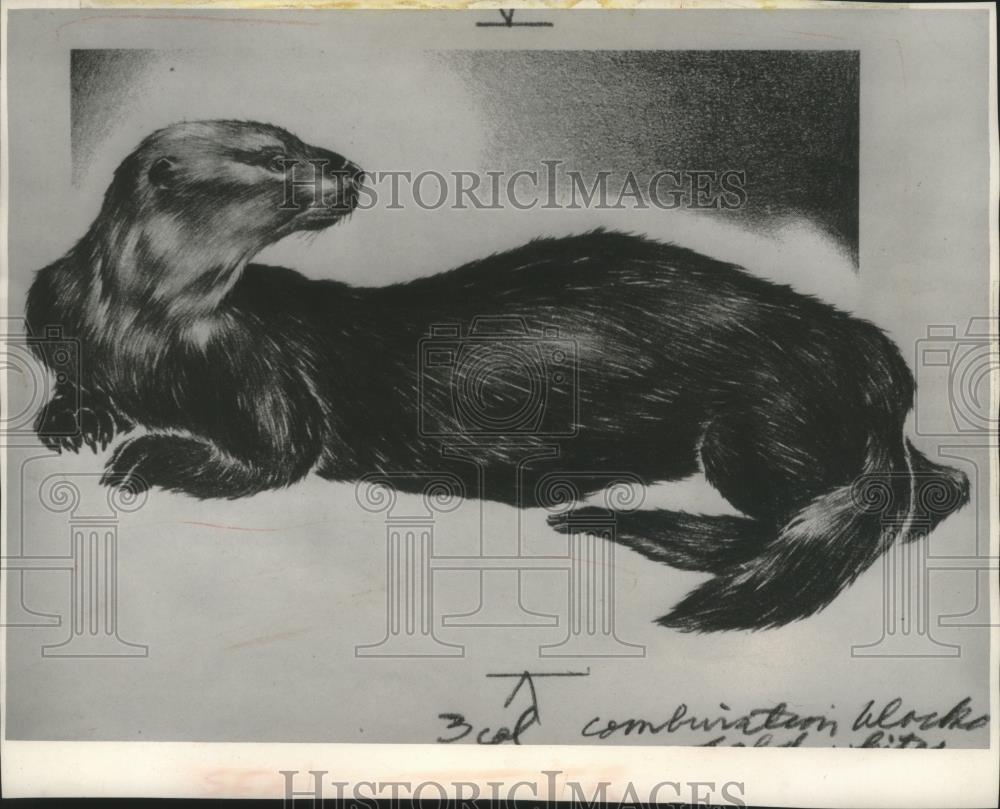 Press Photo An artist sketch version of an otter laying down - mjb82655 - Historic Images