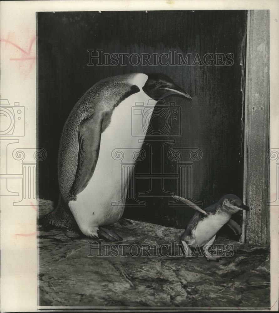 Press Photo Emperor Penguin and a New Arrival at the Brookfield Zoo, Chicago - Historic Images