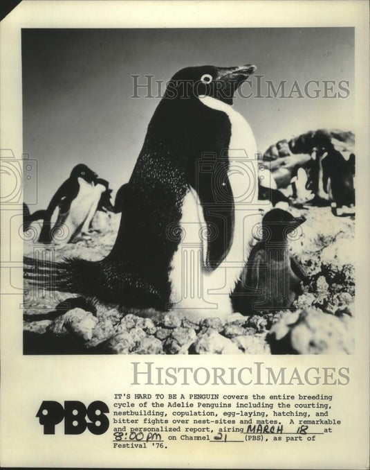 1976 Press Photo Adelie Penguins featured on "It's Hard To Be A Penguin" on PBS - Historic Images