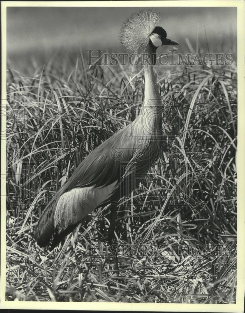 1987 Press Photo African Crowned Crane,International Crane Foundation,Wisconsin - Historic Images