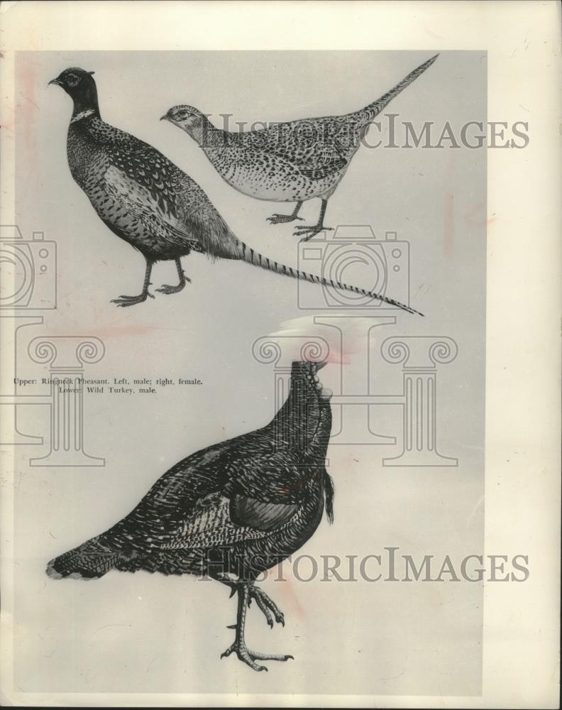 1989 Press Photo Illustration of Ringneck pheasant rooster - mjb83516 - Historic Images