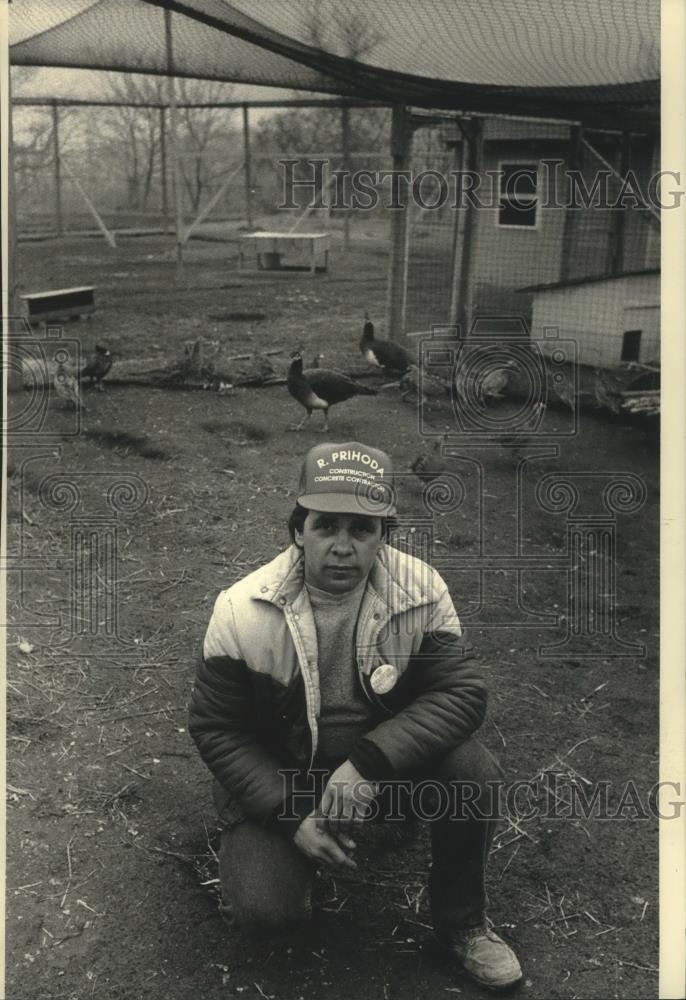 1988 Press Photo Richard Prihoda kneels by his pheasant pen in Milwaukee - Historic Images