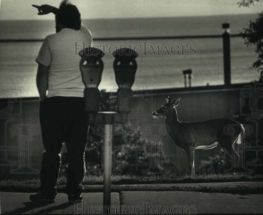 1992 Press Photo Grazing deer in Milwaukee&#39;s Juneau Park - mjb83877 - Historic Images