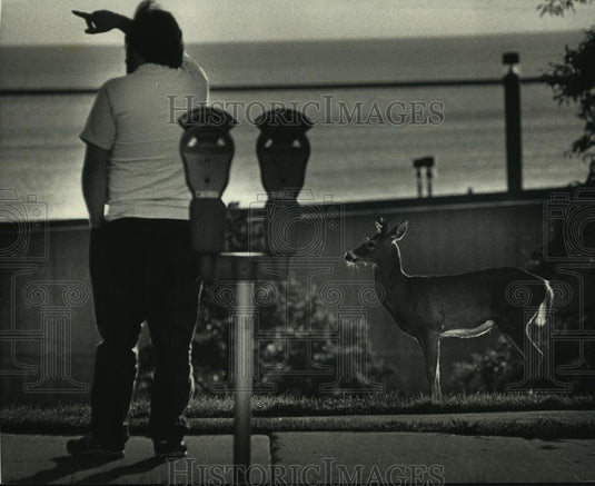 1992 Press Photo Grazing deer in Milwaukee's Juneau Park - mjb83877 - Historic Images