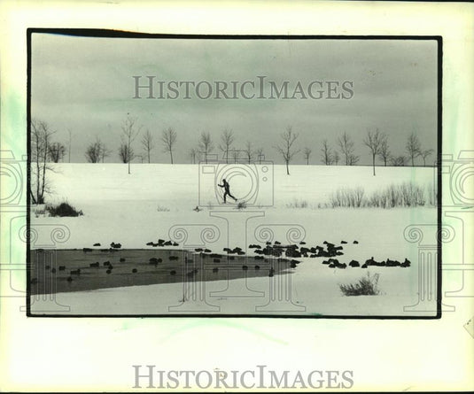 1984 Press Photo Winter Scene of Ducks, a Lagoon, Trees and Skier at Juneau Park - Historic Images