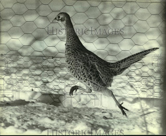 1982 Press Photo A Pheasant Sped across flying pen at Oak Ridge Pheasant Ranch - Historic Images