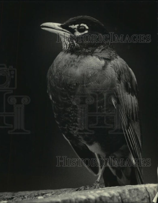 1984 Press Photo A robin watched spring rains falling fro a dry perch in a tree - Historic Images