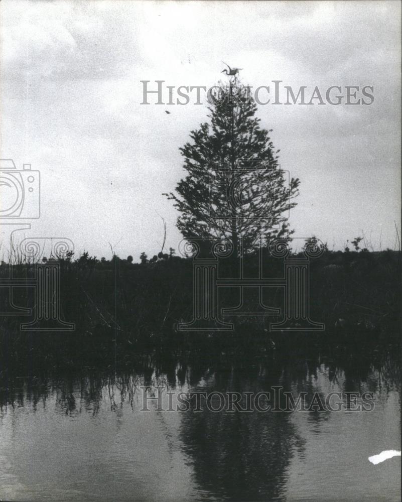 1978 Press Photo Egrets And Cypress Trees Along The Mar - RSA20449 - Historic Images