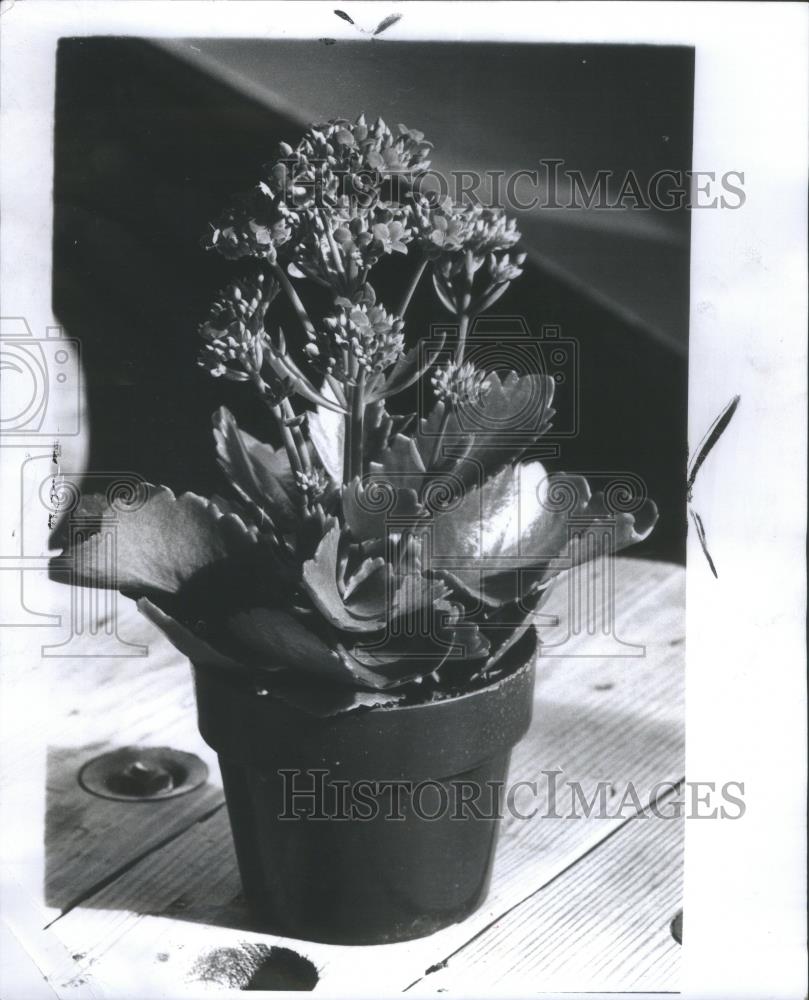 1975 Press Photo Plants flowers Weber Kalanchoe Belange - RSA22069 - Historic Images