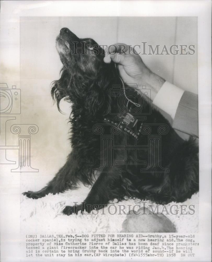 1958 Press Photo Grubby Deaf Cocker Spaniel Hearing Aid - RSA23023 - Historic Images