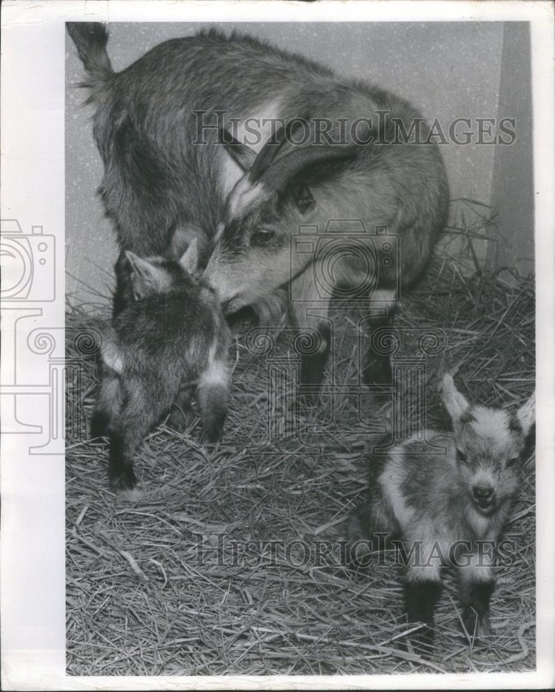 1970 Press Photo twin kid goats added petting zoo - RSA25221 - Historic Images