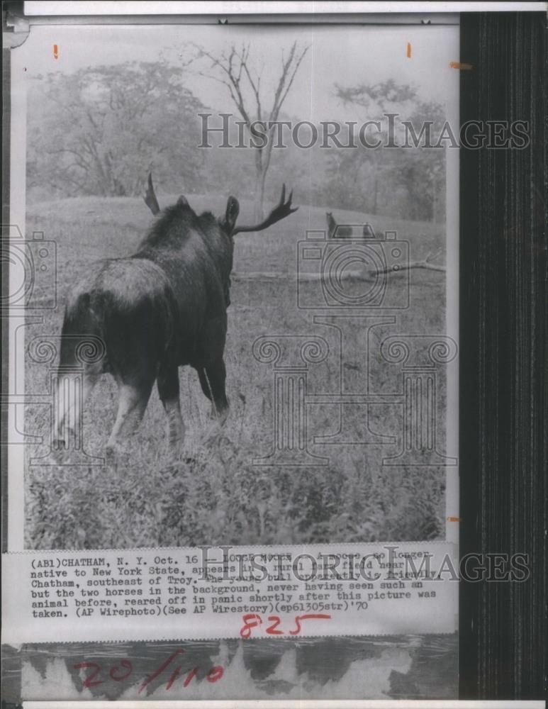 1970 Press Photo moose wandered Rhode Island New York - RSA27669 - Historic Images