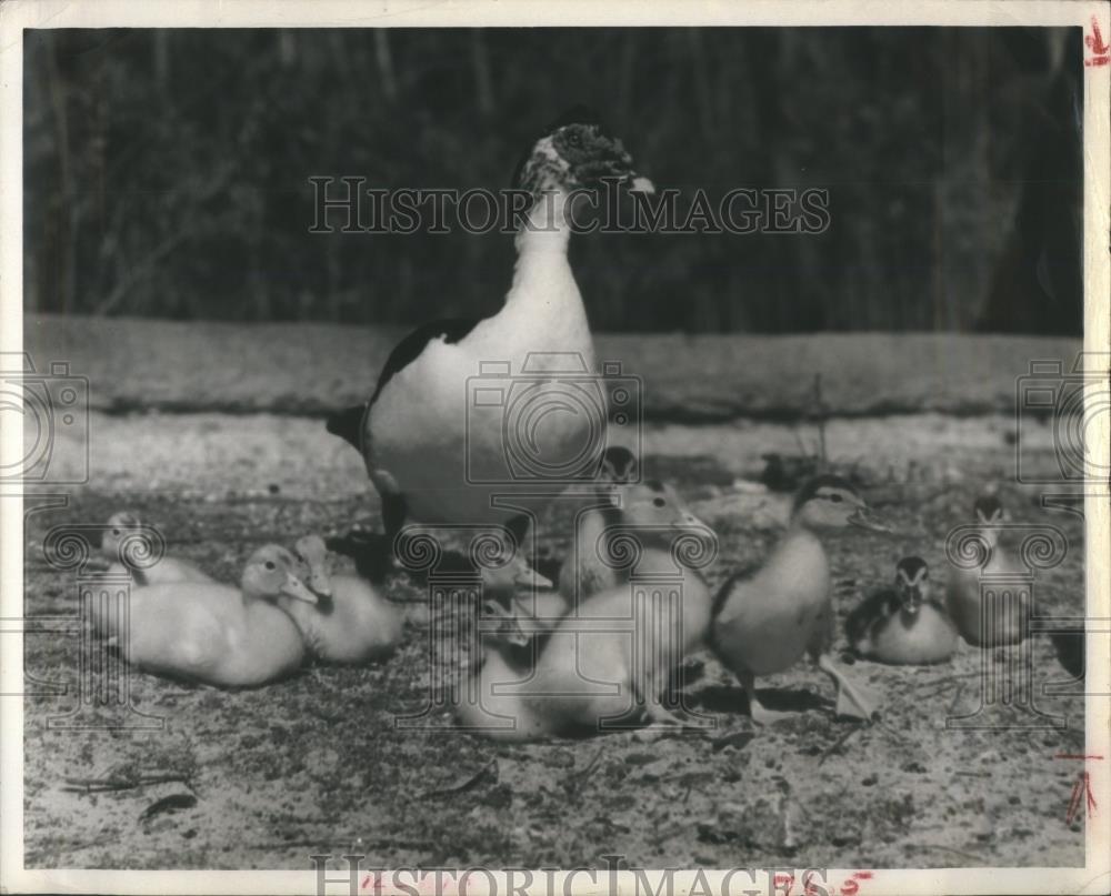 1967 Press Photo Max, Muscovy Duck &amp; Father Of Sixteen - RSA29145 - Historic Images