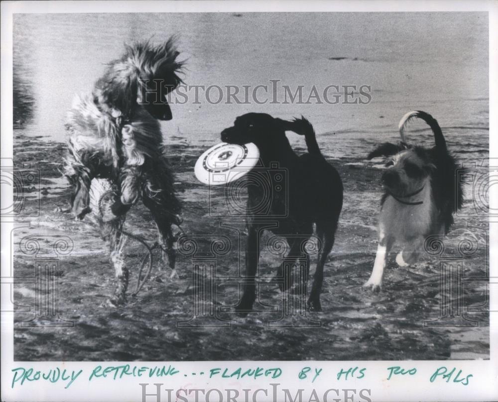 1976 Press Photo Frisbee Dogs Surf Winter Black Labrado - RSA35021 - Historic Images