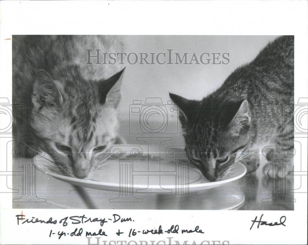 1984 Press Photo Cat/Kitten/Friends of Strays/Pets - RSA35071 - Historic Images