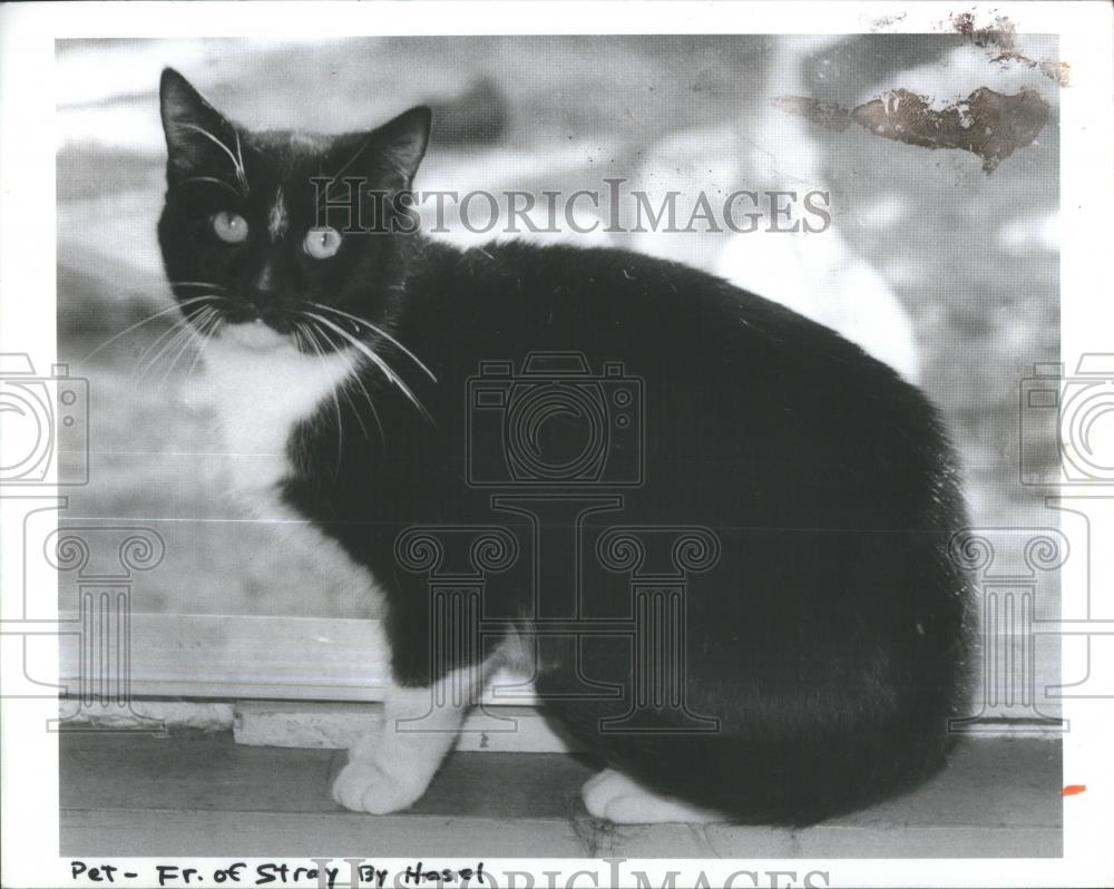 1985 Press Photo Friends Strays Animal Adoption Male Ca - RSA35089 - Historic Images