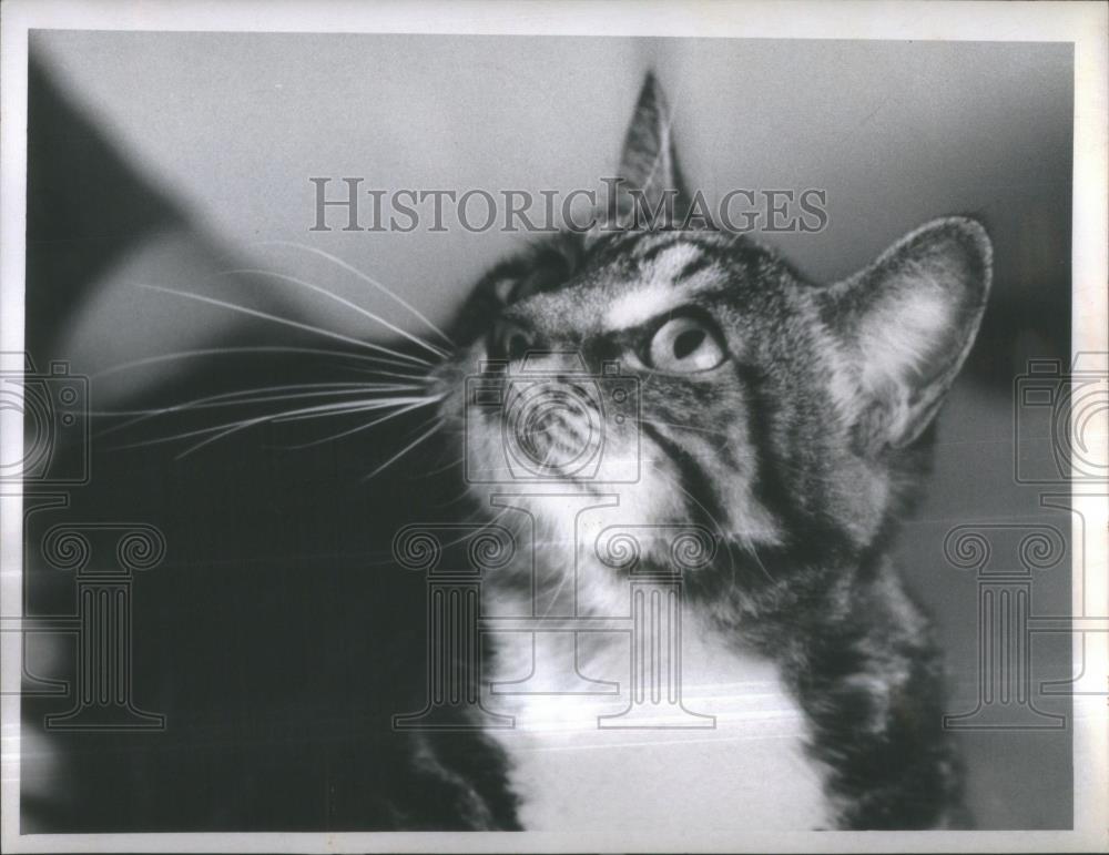 1970 Press Photo Pinellas Animal Protection Shelter - RSA36413 - Historic Images