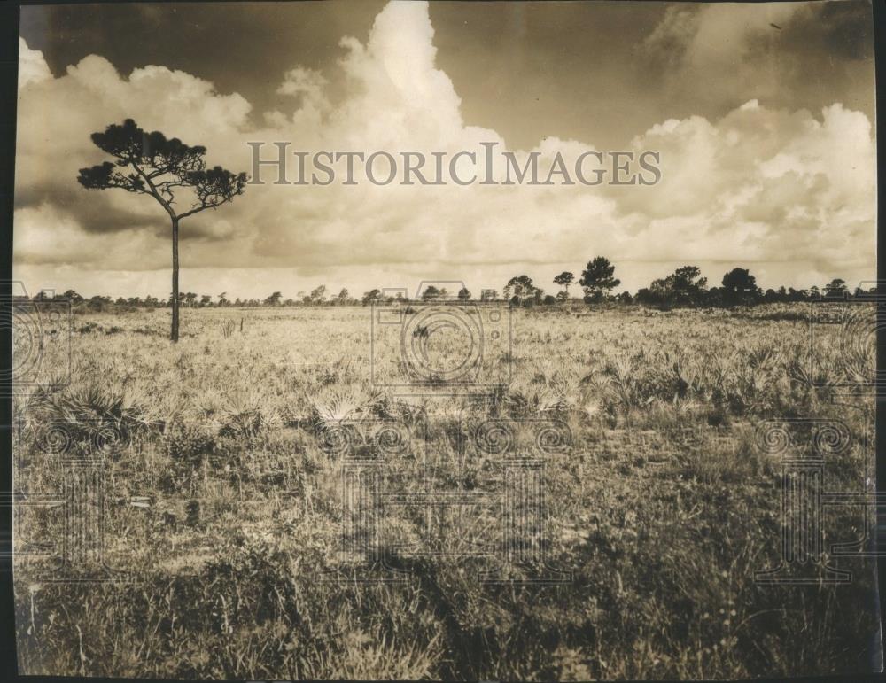 1948 Press Photo Flatwoods Pinellas Landscape Nature - RSA36469 - Historic Images