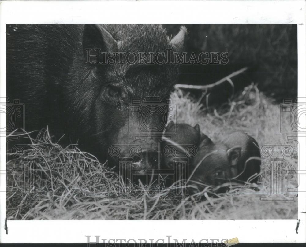 1991 Press Photo Lowry Park Zoo Vietnamese Potbellied P - RSA36519 - Historic Images