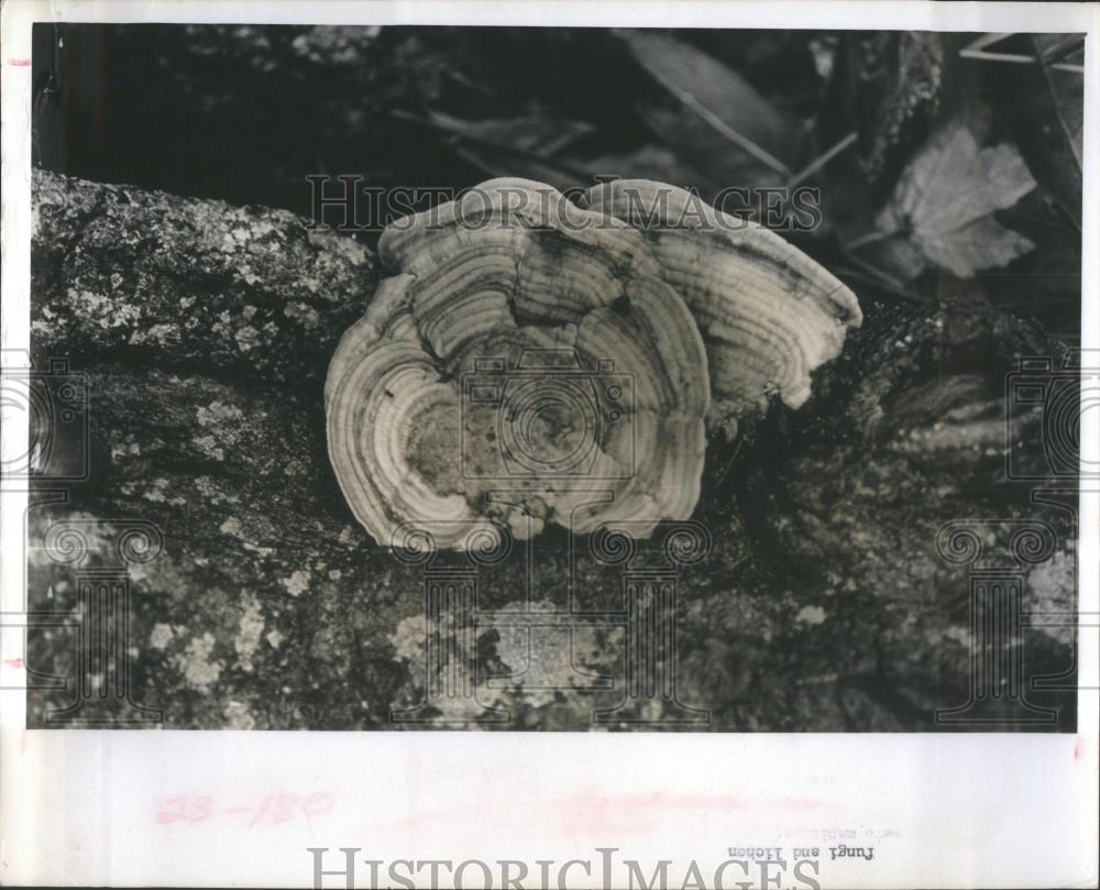 1966 Press Photo Dampness settles garden fungus lichen - RSA36673 - Historic Images